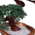 Resim